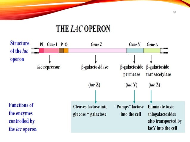 Fine regulation in bacteria eg lac operon | PPT