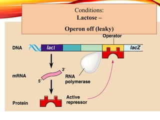 Fine regulation in bacteria eg lac operon | PPT