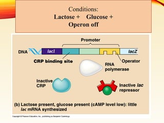 Fine regulation in bacteria eg lac operon | PPT