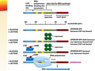 Fine regulation in bacteria eg lac operon | PPT