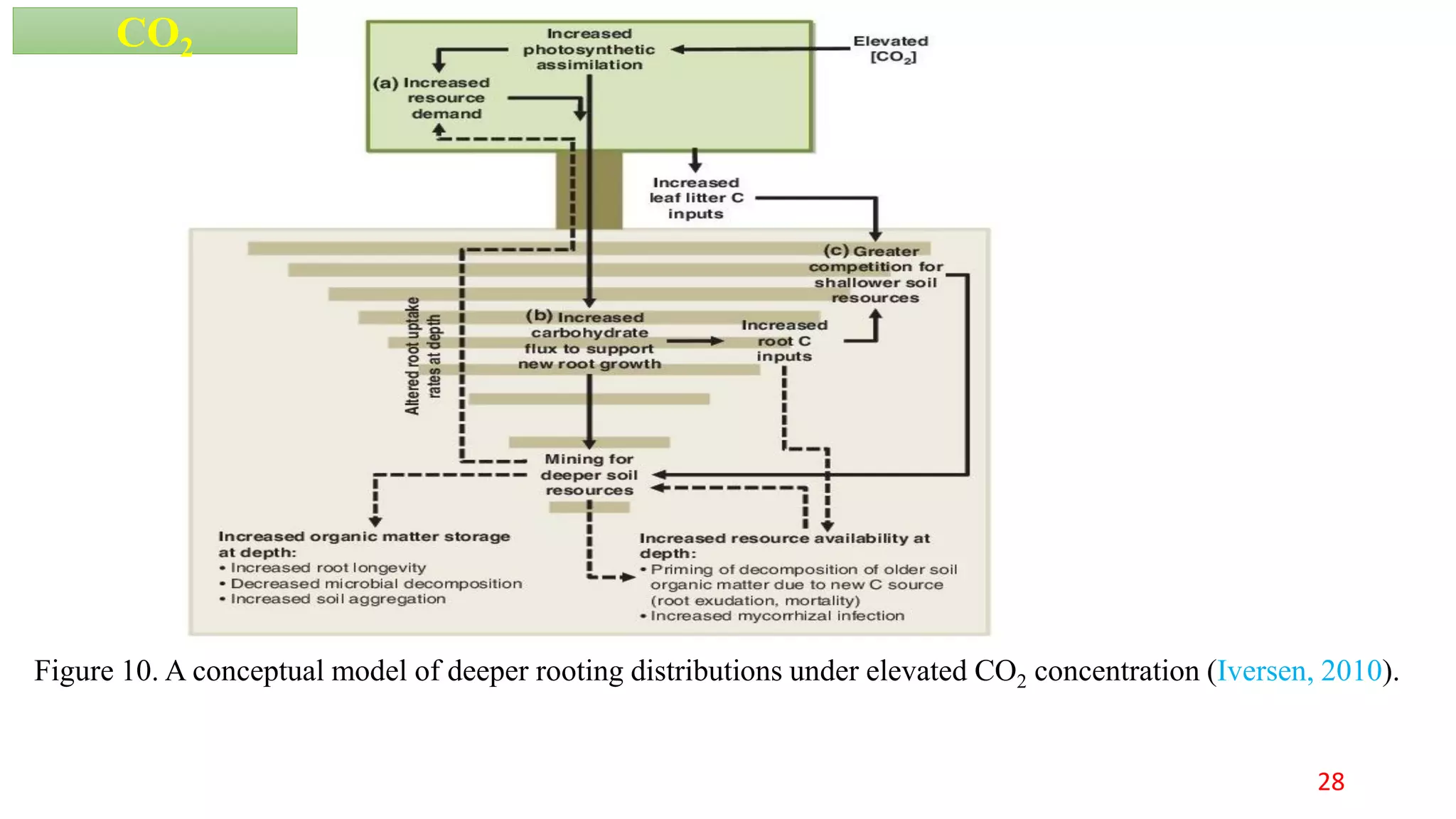 Figure 10. A conceptual model of deeper rooting distributions under elevated CO2 concentration (Iversen, 2010).
CO2
28
 