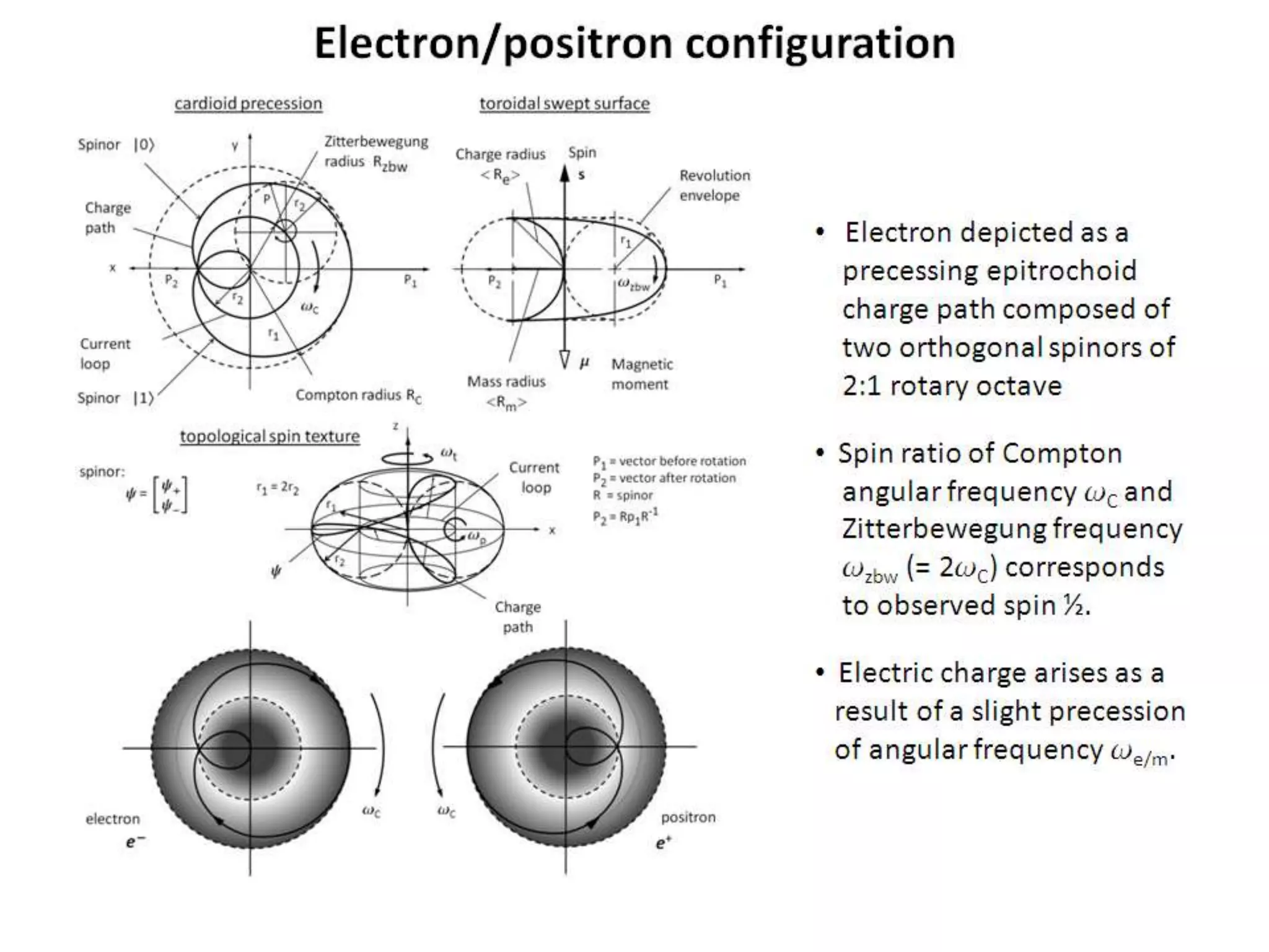 Electron/positron configuration
• Electron depicted as a
precessing epitrochoid
charge path composed of
two orthogonal spinors of
2:1 rotary octave
• Spin ratio of Compton
angular frequency wC and
Zitterbewegung frequency
wzbw (= 2wC) corresponds
to observed spin ½.
• Electric charge arises as a
result of a slight precession
of angular frequency we/m.
 