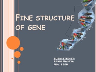 FINE STRUCTURE
OF GENE
SUBMITTED BY:
RAKHI MAURYA
MSc. I SEM
 