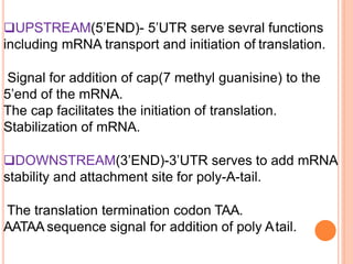 Upstream Region Fine structure of gene | PPTX