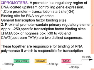 PROMOTERS- A promoter is a regulatory region of
DNA located upstream controlling gene expression.
1.Core promoter – transcription start site(-34)
Binding site for RNA polymerase.
General transcription factor binding sites.
2. Proximal promoter-contain primary regulatory element
Apprx. -250,specific transcription factor binding sites.
TATA box or hogness box (-30 to -80)and
CAAT(upstream TATA) are two distinct sequences.
These together are responsible for binding of RNA
polymerase II which is responsible for transcription
 