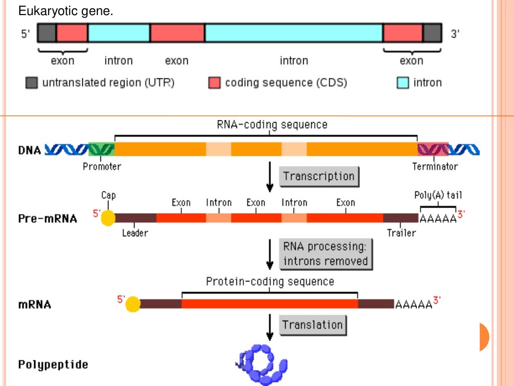 fine structure of gene assignment
