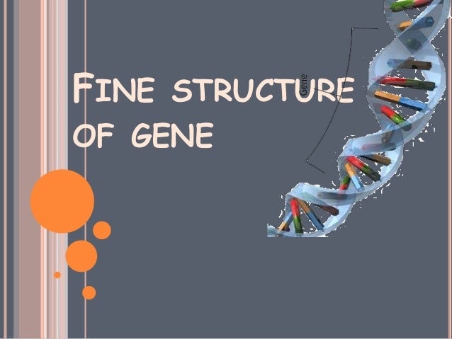 fine structure of gene assignment