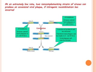 Fine structureof gene,allelic complementation,and split gene | PPTX