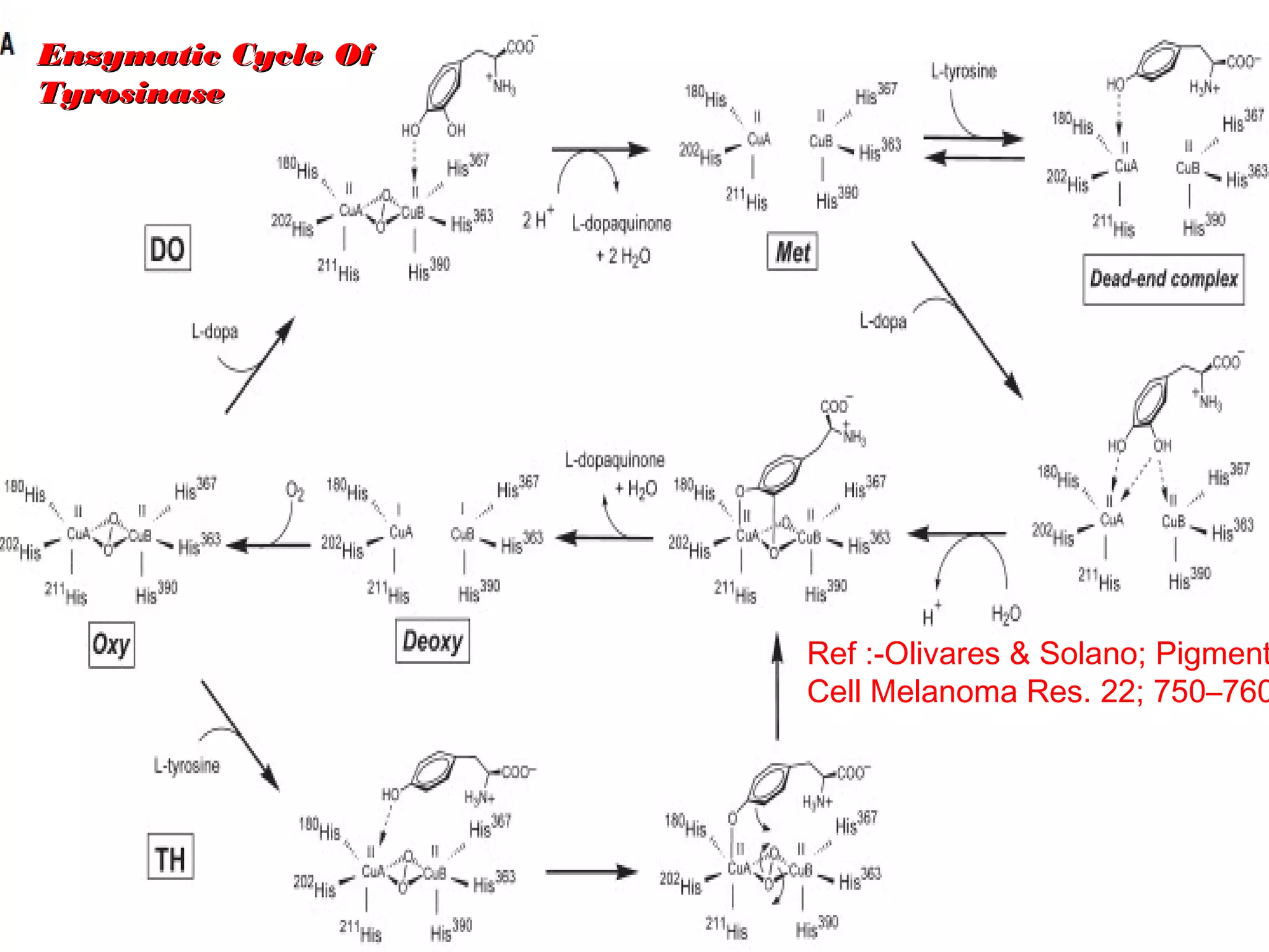 Click here to download this powerpoint template : Brown Floral Background Free Powerpoint Template
For more : Templates For Powerpoint
Page 13
Enzymatic Cycle OfEnzymatic Cycle Of
TyrosinaseTyrosinase
Ref :-Olivares & Solano; Pigment
Cell Melanoma Res. 22; 750–760
 