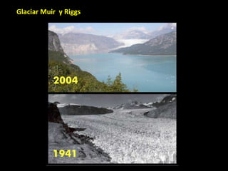 Glaciar Muir  y Riggs 