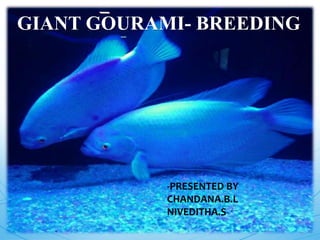 GIANT GOURAMI- BREEDING
-PRESENTED BY
CHANDANA.B.L
NIVEDITHA.S
 