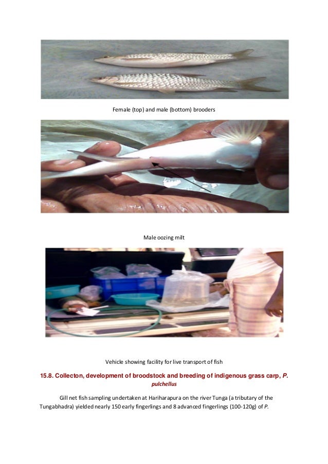 Finfish breeding and hatchery management pdf