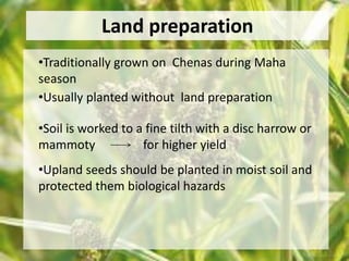 Land preparation 
•Traditionally grown on Chenas during Maha 
season 
•Usually planted without land preparation 
•Soil is worked to a fine tilth with a disc harrow or 
mammoty for higher yield 
•Upland seeds should be planted in moist soil and 
protected them biological hazards 
 