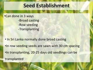 Seed Establishment 
•Can done in 3 ways 
-Broad casting 
-Row seeding 
-Transplanting 
• In Sri Lanka normally done broad casting 
•In row seeding seeds are sawn with 30 cm spacing 
•In transplanting, 20-25 days old seedlings can be 
transplanted 
 