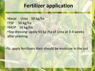 Fertilizer application 
•Basal Urea 50 kg/ha 
•TSP 50 kg/ha 
•MOP 50 kg/ha 
•Top dressing- apply 50 kg /ha of Urea at 3-4 weeks 
after planting 
•To apply fertilizers their should be moisture in the soil 
 