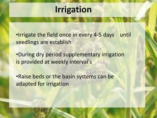 Irrigation 
•Irrigate the field once in every 4-5 days until 
seedlings are establish 
•During dry period supplementary irrigation 
is provided at weekly interval's 
•Raise beds or the basin systems can be 
adapted for irrigation 
 