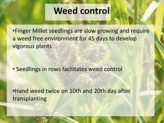 Weed control 
•Finger Millet seedlings are slow growing and require 
a weed free environment for 45 days to develop 
vigorous plants 
• Seedlings in rows facilitates weed control 
•Hand weed twice on 10th and 20th day after 
transplanting 
 