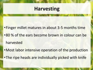 Harvesting 
•Finger millet matures in about 3-5 months time 
•80 % of the ears become brown in colour can be 
harvested 
•Most labor intensive operation of the production 
•The ripe heads are individually picked with knife 
 