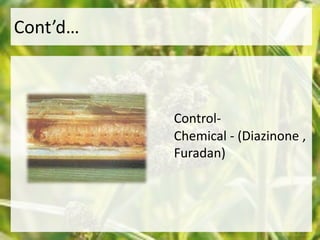 Control- 
Chemical - (Diazinone , 
Furadan) 
Cont’d… 
 