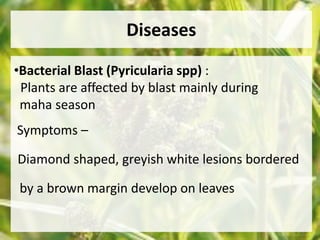 Diseases 
•Bacterial Blast (Pyricularia spp) : 
Plants are affected by blast mainly during 
maha season 
Symptoms – 
Diamond shaped, greyish white lesions bordered 
by a brown margin develop on leaves 
 