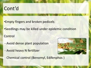 Cont’d 
•Empty fingers and broken pedicels 
•Seedlings may be killed under epidemic condition 
Control 
- Avoid dense plant population 
- Avoid heavy N fertilizer 
- Chemical control (Benomyl, Edifenphos ) 
 