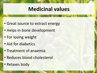 Medicinal values 
• Great source to extract energy 
• Helps in bone development 
• For losing weight 
• Aid for diabetics 
• Treatment of anaemia 
• Reduces blood cholesterol 
• Relaxes body 
 