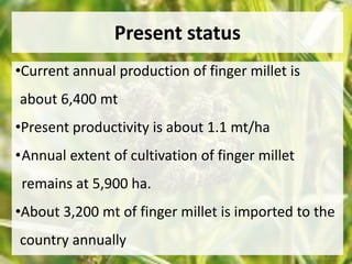 Present status 
•Current annual production of finger millet is 
about 6,400 mt 
•Present productivity is about 1.1 mt/ha 
•Annual extent of cultivation of finger millet 
remains at 5,900 ha. 
•About 3,200 mt of finger millet is imported to the 
country annually 
 