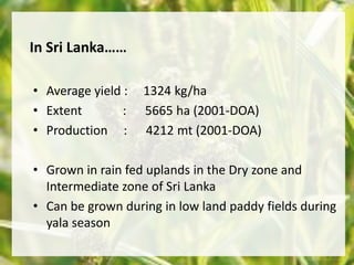 In Sri Lanka…… 
• Average yield : 1324 kg/ha 
• Extent : 5665 ha (2001-DOA) 
• Production : 4212 mt (2001-DOA) 
• Grown in rain fed uplands in the Dry zone and 
Intermediate zone of Sri Lanka 
• Can be grown during in low land paddy fields during 
yala season 
 