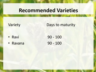 Recommended Varieties 
Variety Days to maturity 
• Ravi 90 - 100 
• Ravana 90 - 100 
 