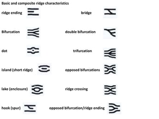 Key Shape Ridges CSI'/ Forensics Fingerprint Identification | PPTX