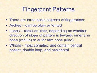 Fingerprint Patterns
• There are three basic patterns of fingerprints:
• Arches – can be plain or tented
• Loops – radial or ulnar, depending on whether
direction of slope of pattern is towards inner arm
bone (radius) or outer arm bone (ulna)
• Whorls - most complex, and contain central
pocket, double loop, and accidental
 