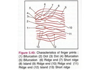 Fingerprint methods & identification. pptx | PPT