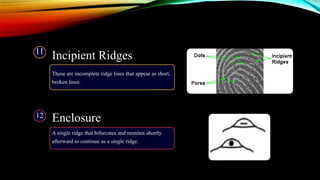 Incipient Ridges
These are incomplete ridge lines that appear as short,
broken lines.
A single ridge that bifurcates and reunites shortly
afterward to continue as a single ridge.
Enclosure
11
12
 