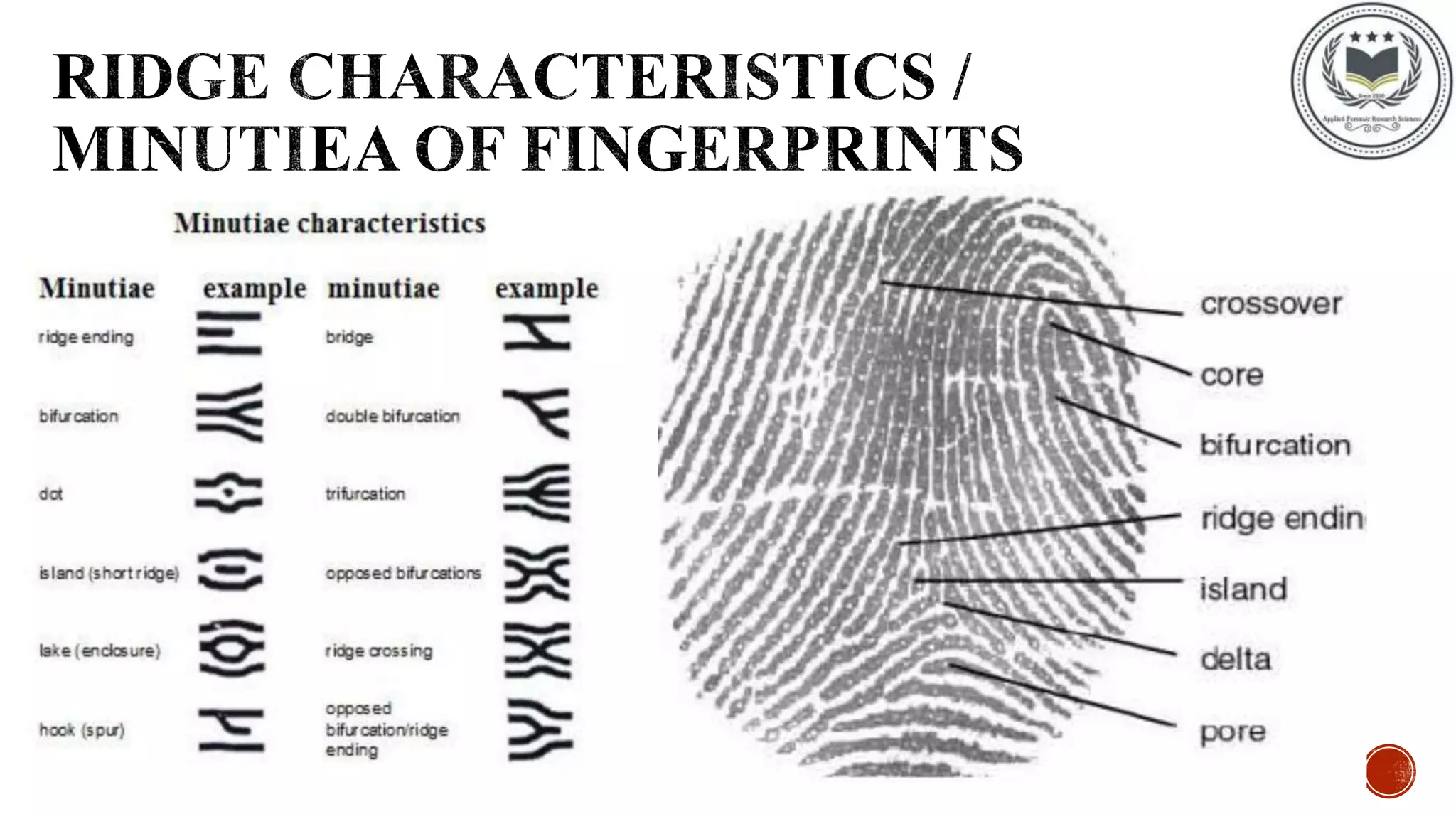 Fingerprint Ridge Characteristics Fingerprint Ridge Characteristics