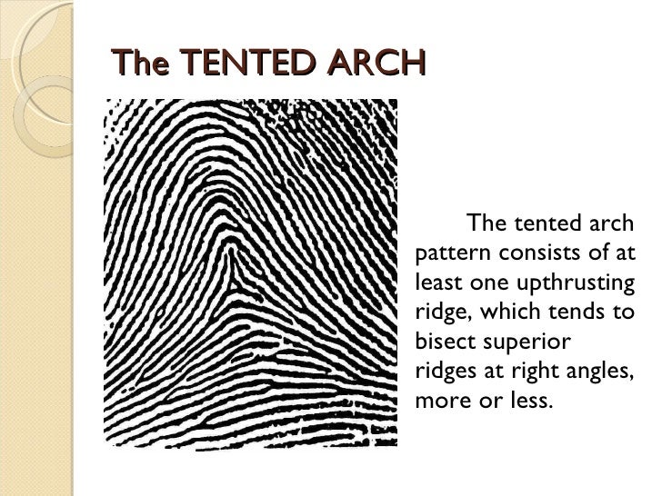 tented arch fingerprint tented arch fingerprint