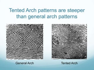 Tented Arch patterns are steeper
than general arch patterns
General Arch Tented Arch
 