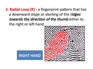 Zind Loop Finger fingerprint patterns-short lecture..pptx