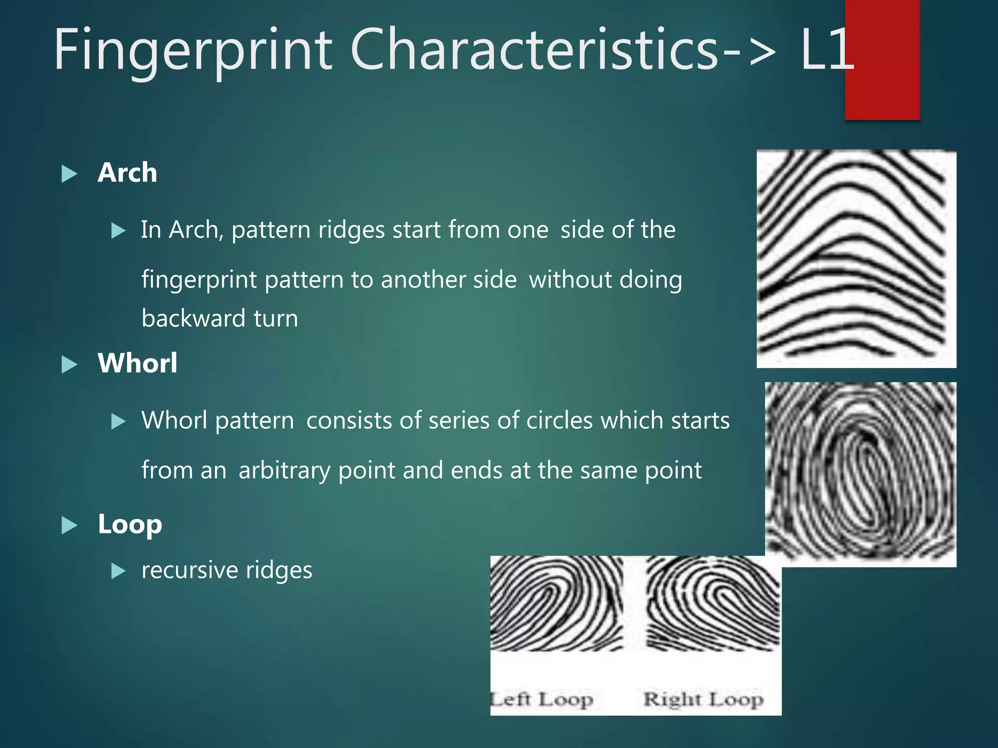 Fingerprint Characteristics-> L1
 Arch
 In Arch, pattern ridges start from one side of the
fingerprint pattern to another side without doing
backward turn
 Whorl
 Whorl pattern consists of series of circles which starts
from an arbitrary point and ends at the same point
 Loop
 recursive ridges
 