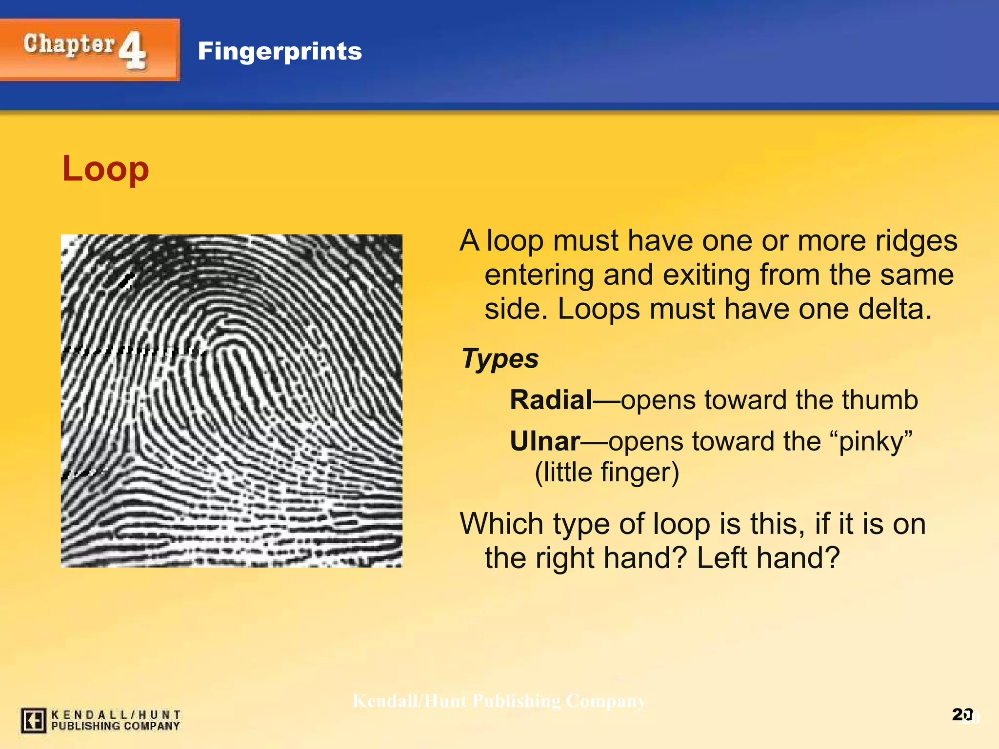 Loop A loop must have one or more ridges entering and exiting from the same side. Loops must have one delta. Types Radial — opens toward the thumb Ulnar — opens toward the “pinky” (little finger) Which type of loop is this, if it is on the right hand? Left hand? Kendall/Hunt Publishing Company 