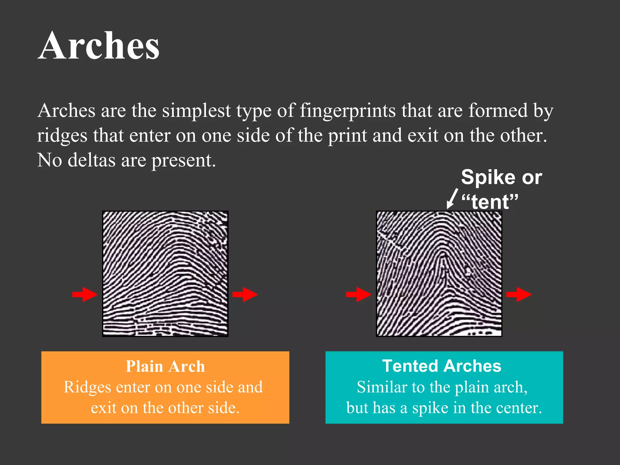 Arches Arches are the simplest type of fingerprints that are formed by ridges that enter on one side of the print and exit on the other.  No deltas are present. Plain Arch Ridges enter on one side and  exit on the other side. Tented Arches   Similar to the plain arch,  but has a spike in the center. Spike or “tent” 
