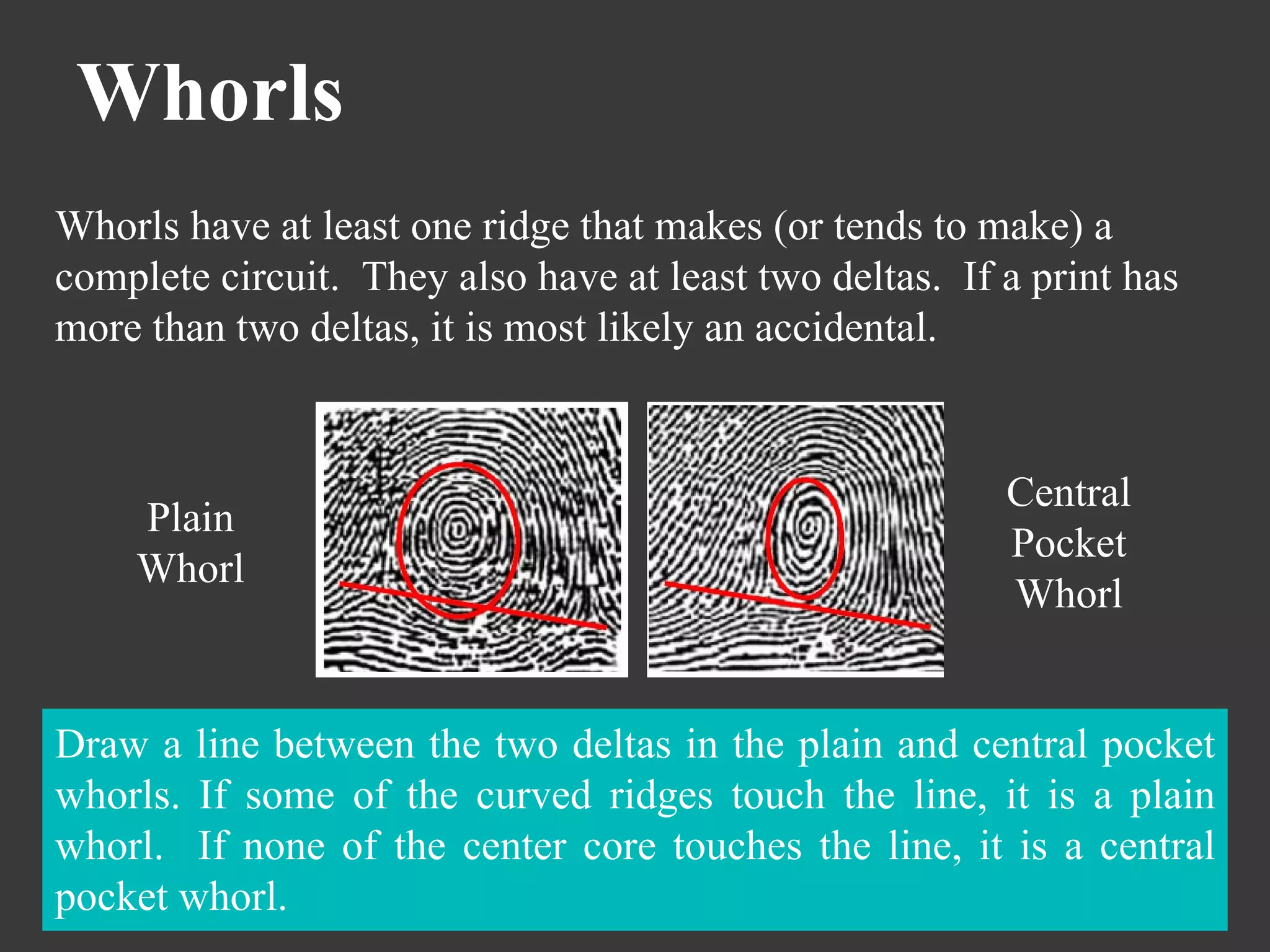 Whorls Whorls have at least one ridge that makes (or tends to make) a complete circuit.  They also have at least two deltas.  If a print has more than two deltas, it is most likely an accidental. Draw a line between the two deltas in the plain and central pocket whorls. If some of the curved ridges touch the line, it is a plain whorl.  If none of the center core touches the line, it is a central pocket whorl.  Plain Whorl Central Pocket Whorl 