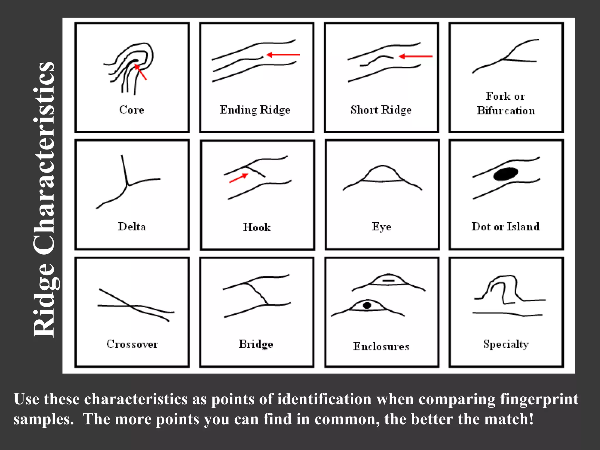 Ridge Characteristics  Use these characteristics as points of identification when comparing fingerprint samples.  The more points you can find in common, the better the match! 