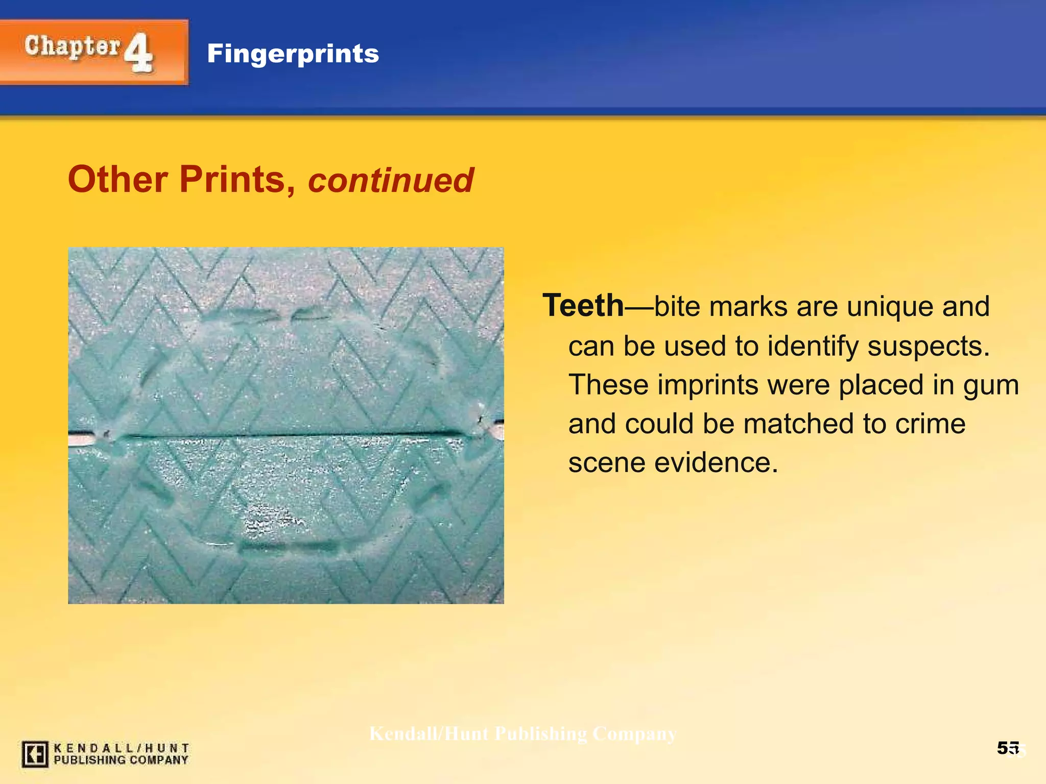 Other Prints,  continued Teeth — bite marks are unique and can be used to identify suspects. These imprints were placed in gum and could be matched to crime scene evidence. Kendall/Hunt Publishing Company 