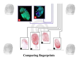 Fingerprints - Creative Science | PPS