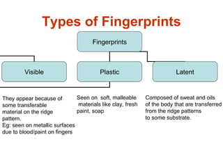Types of Fingerprints
Fingerprints
Visible Plastic Latent
They appear because of
some transferable
material on the ridge
pattern.
Eg: seen on metallic surfaces
due to blood/paint on fingers
Seen on soft, malleable
materials like clay, fresh
paint, soap
Composed of sweat and oils
of the body that are transferred
from the ridge patterns
to some substrate.
 