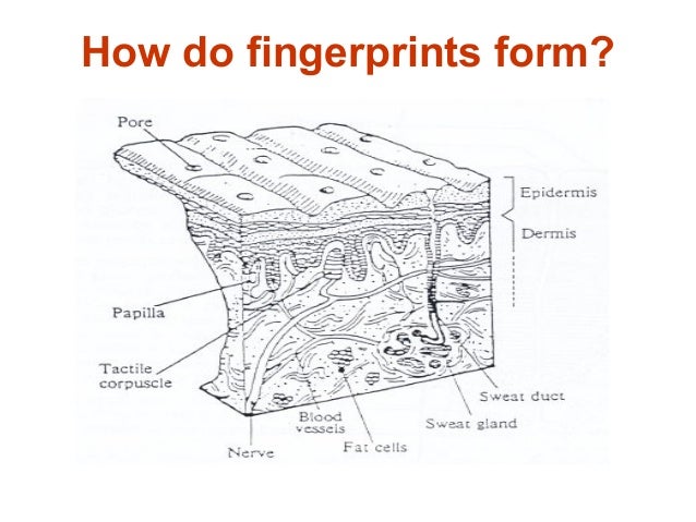 fingerprints formed how are World of  Are How Formed Example Fingerprints