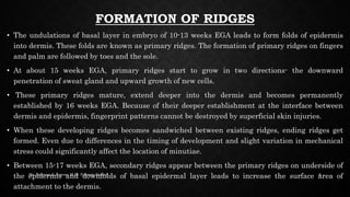 Incipent Ridges Fingerprint - Everything You Need To Know About Fingerprints | PPTX
