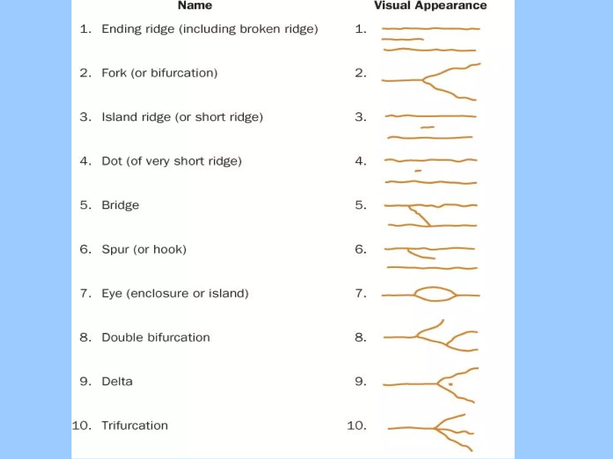 Fingerprints and ridge characteristics