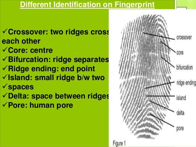 bifurcation fingerprint bifurcation fingerprint
