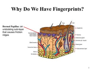 Why Do We Have Fingerprints?


Dermal Papillae: an
undulating sub-layer
that causes friction
ridges




                                       1
 